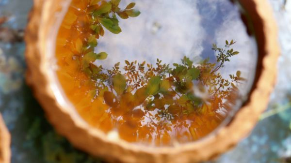 Annette Merkenthaler 